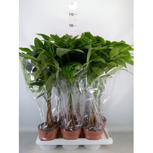 Pachira aquatica