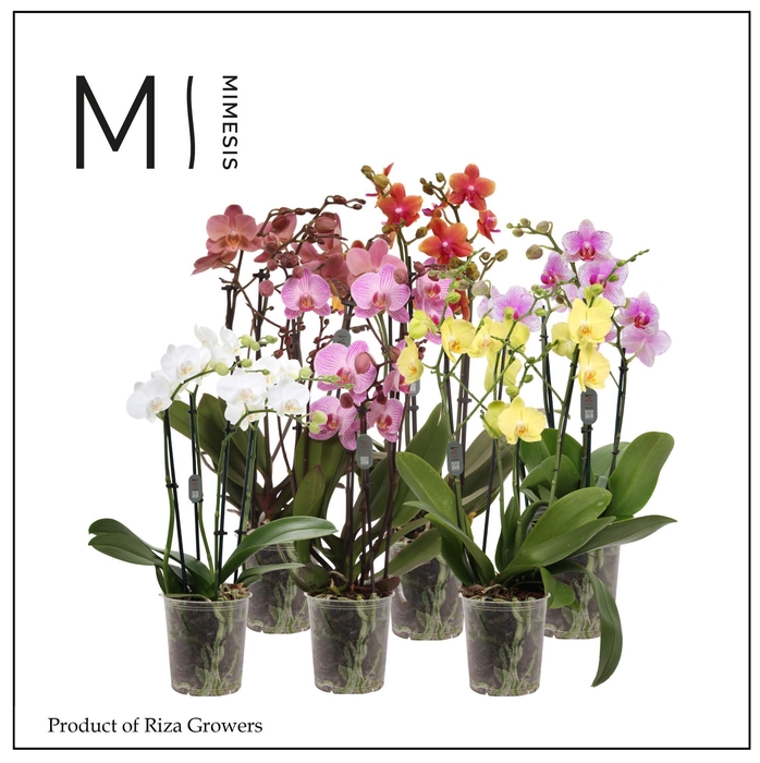 <h4>Phalaenopsis Multi Mix 4 spike - 12cm | Mimesis</h4>
