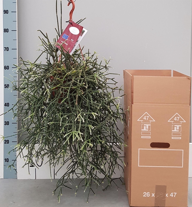 <h4>Rhipsalis pilocarpa</h4>