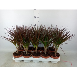 Dracaena marg. 'Magenta'