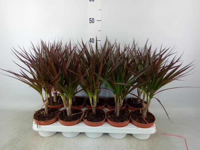 <h4>Dracaena marg. 'Magenta'</h4>