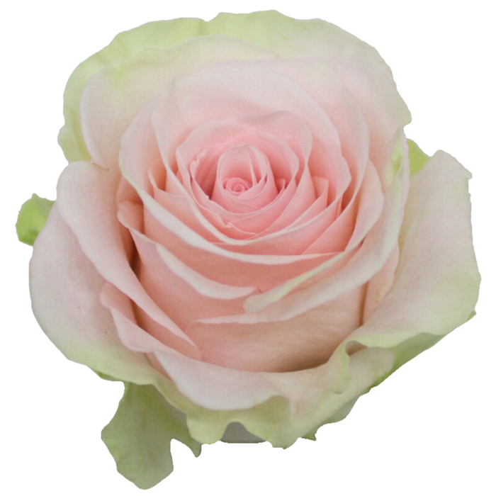 <h4>R GR BLESSING</h4>