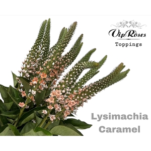 Lysimachia Caramel