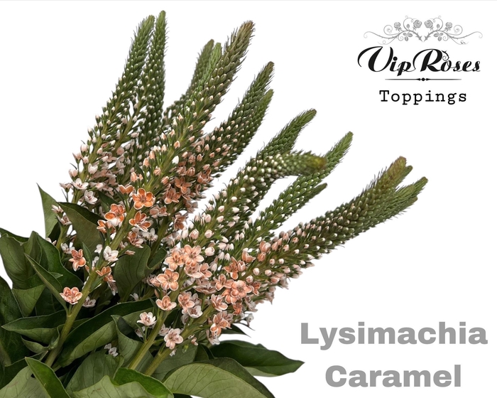 <h4>Lysimachia Caramel</h4>