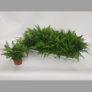 ATHYRIUM OV