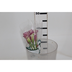 CALLA ROMANCE 040 CM