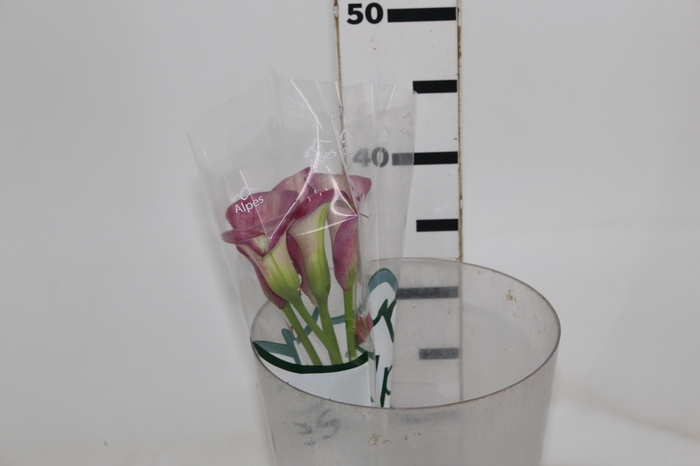 <h4>CALLA ROMANCE 040 CM</h4>