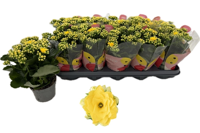 <h4>KAL GE RF RUTH</h4>