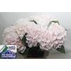 Hydrangea sweet verena