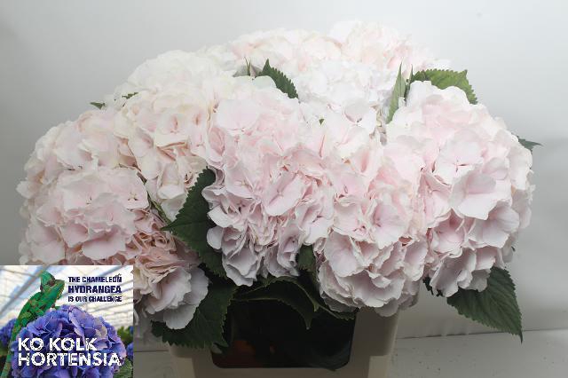 Hydrangea sweet verena