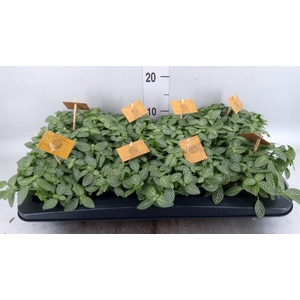 Fittonia verschaf.