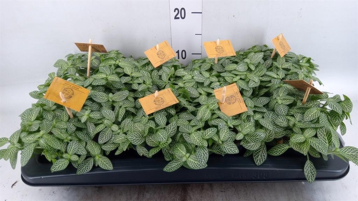 <h4>Fittonia verschaf.</h4>
