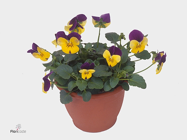 VIO CO EM YEL PU JUP