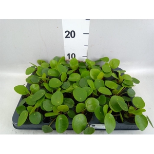 Pilea peperomioides