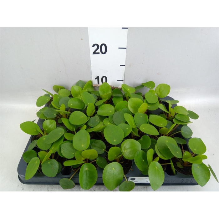 <h4>Pilea peperomioides</h4>