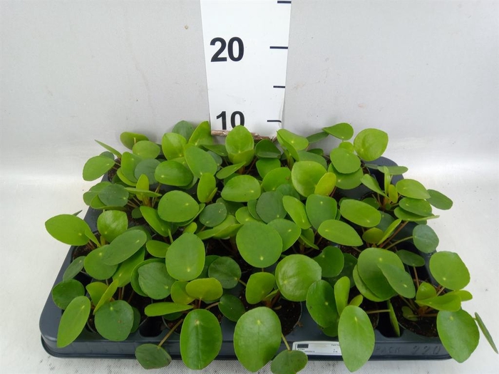 Pilea peperomioides