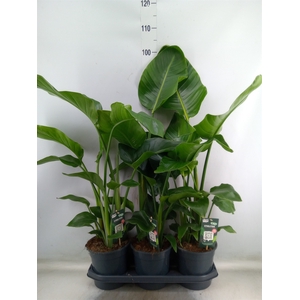 Strelitzia nicolai