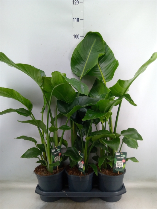 <h4>Strelitzia nicolai</h4>