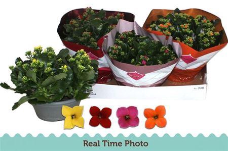 <h4>Kal En Gem 4 Kl</h4>