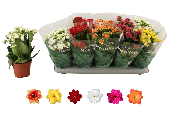 <h4>KAL GE RO GEM 6 KL</h4>