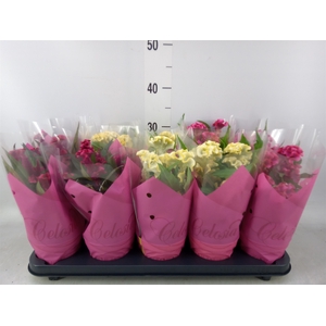 Celosia arg. CR 'Hot Topic'   ..mix