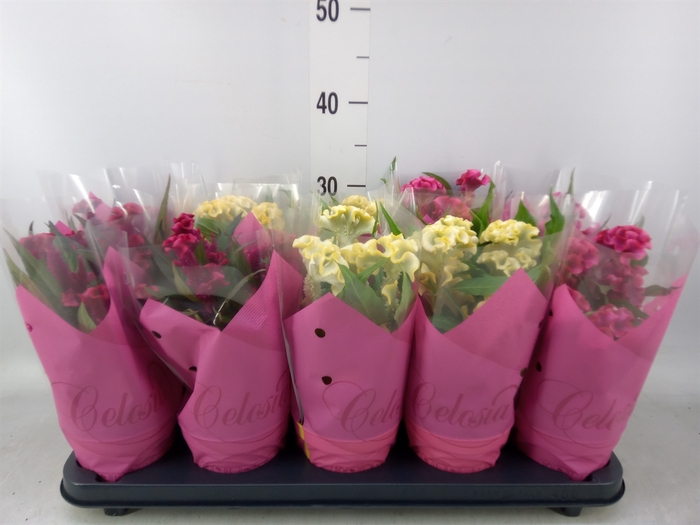 <h4>Celosia arg. CR 'Hot Topic'   ..mix</h4>