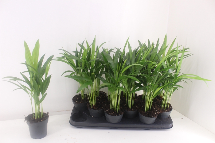 <h4>DYPSIS LUTESCENS</h4>