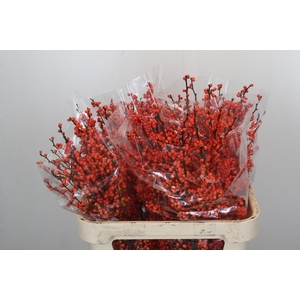 Ilex Winter Gold
