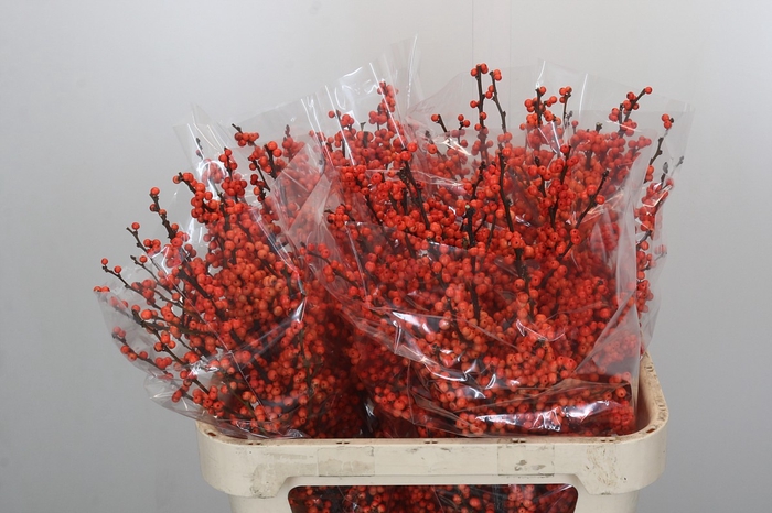 <h4>Ilex Winter Gold</h4>