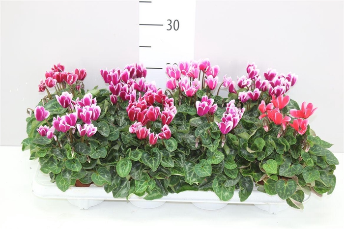 <h4>Cyclamen Kl Fuji Gemengd</h4>