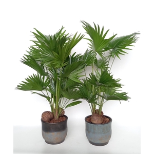 LIVISTONA ROTUNDIFOL