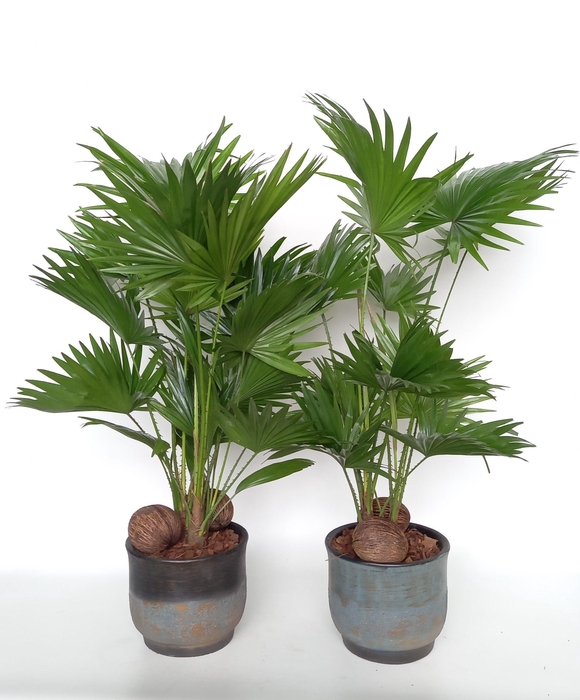 <h4>Livistona in Mace pot mix D 20 cm</h4>