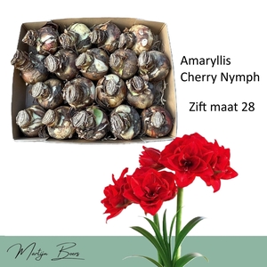 HIPP DG CHERRY NYMPH