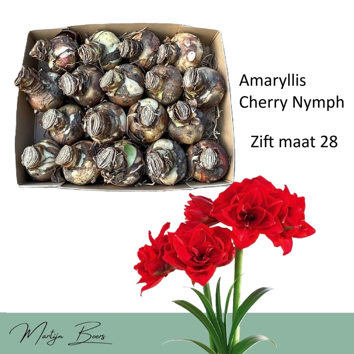 <h4>HIPP DG CHERRY NYMPH</h4>