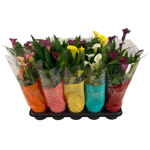 ZANT CALLAF CARNIVAL