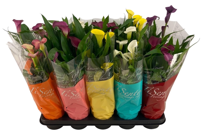 <h4>ZANT CALLAF CARNIVAL</h4>