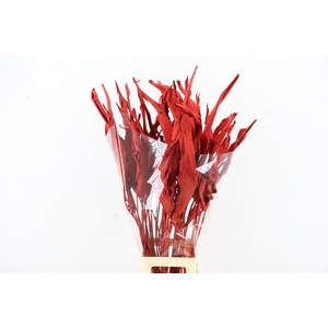 DF Strelitzia Leaf Red