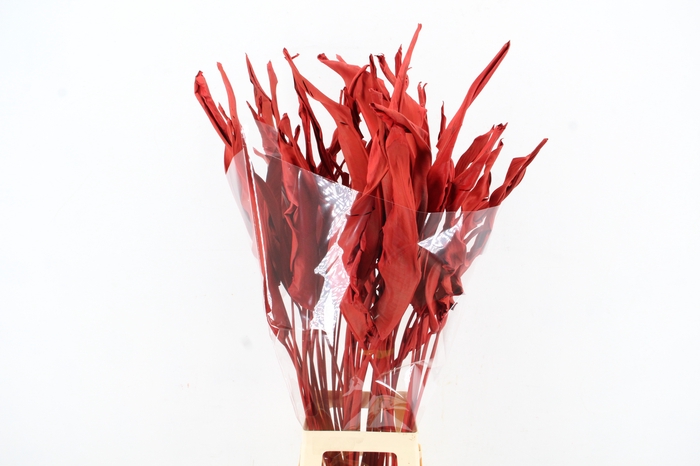 <h4>DF Strelitzia Leaf Red</h4>
