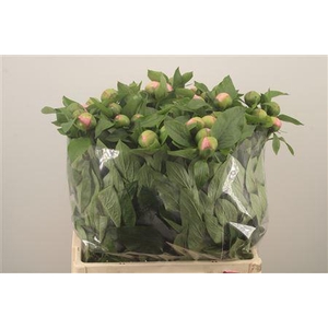 Paeo L Salmon Saucer