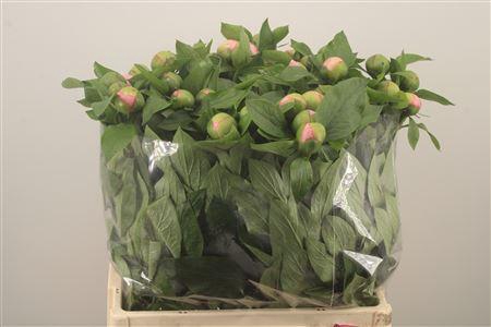 <h4>Paeo L Salmon Saucer</h4>