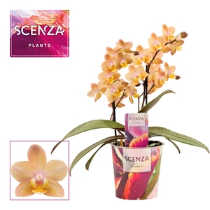 Phalaenopsis perfíum 2 tak Scention (Scenza)