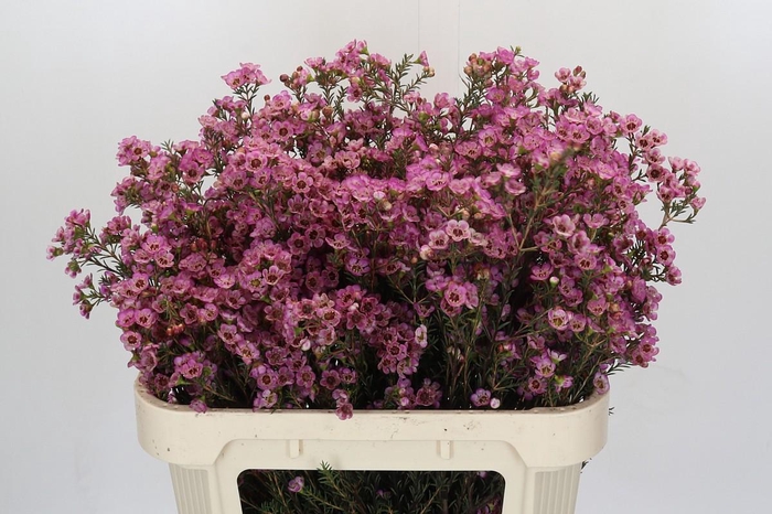 <h4>Chamelaucium Adi</h4>