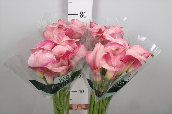 <h4>Zant Blushing Lady</h4>