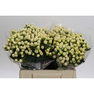 Hypericum Cool Romance