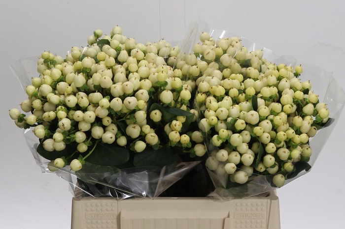 <h4>Hypericum Cool Romance</h4>