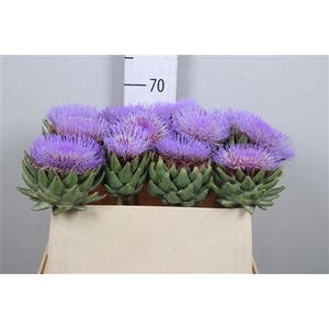 Cynara Scolymus