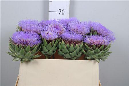 <h4>Cynara Scolymus</h4>