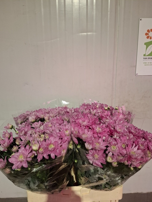 <h4>CHR T BALTICA PINK</h4>