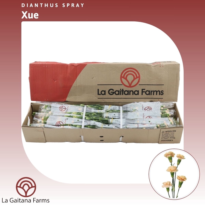 <h4>Dianthus tr Xue</h4>