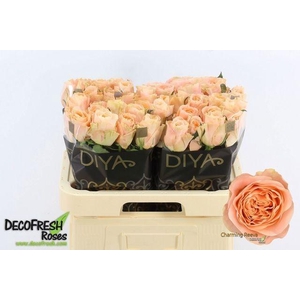 Rosa gr Charming Reeva